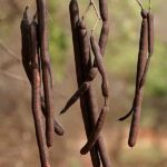Cassia canna frutti interi