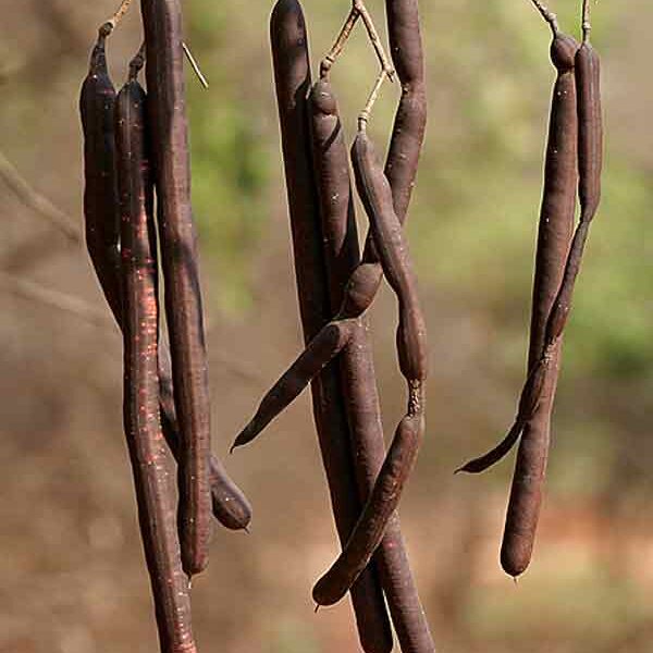 Cassia canna frutti interi