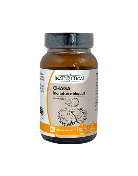 Chaga Inonotus Obliquus