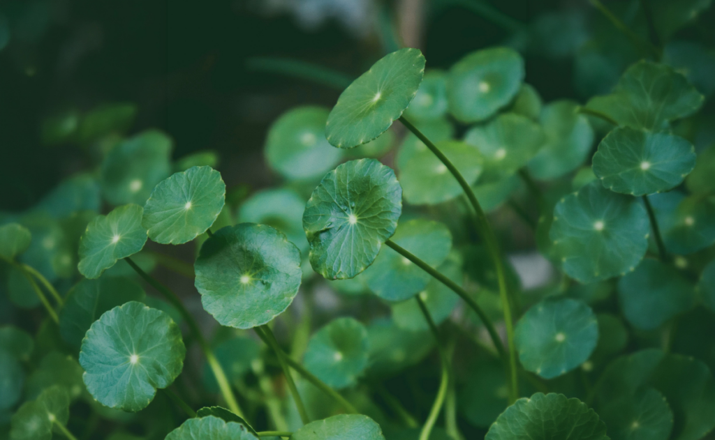 centella asiatica