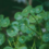 centella asiatica