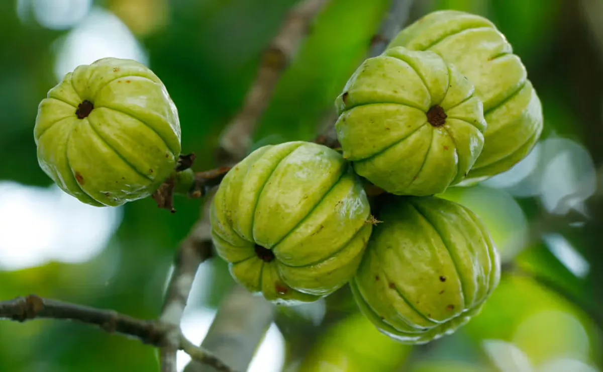 Garcinia Cambogia proprietà