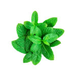 Menta dolce foglie taglio tisana