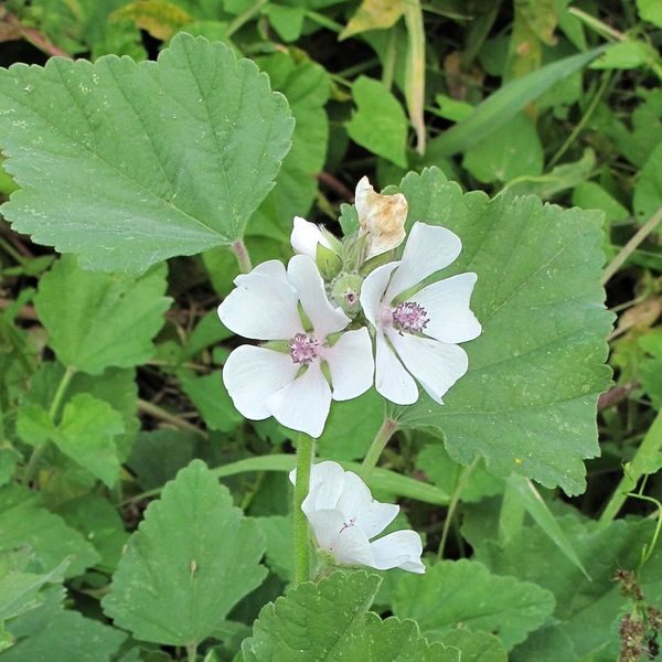 giorgioni/erboffalteaofficinale.jpg