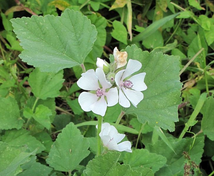 giorgioni/erboffalteaofficinale.jpg