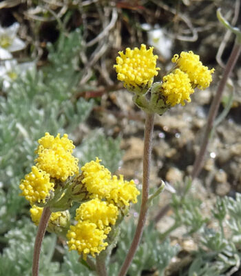 Artemisia Glacialis