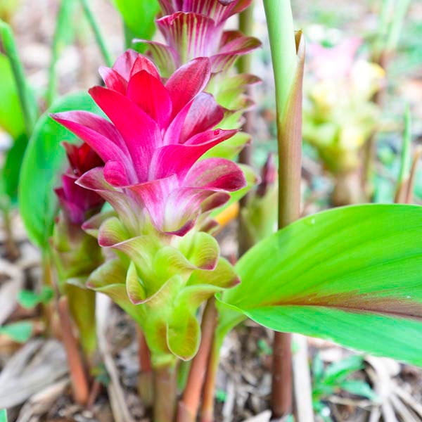 Curcuma Zedoaria rox.