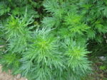 giorgioni/erboffartemisia.jpg