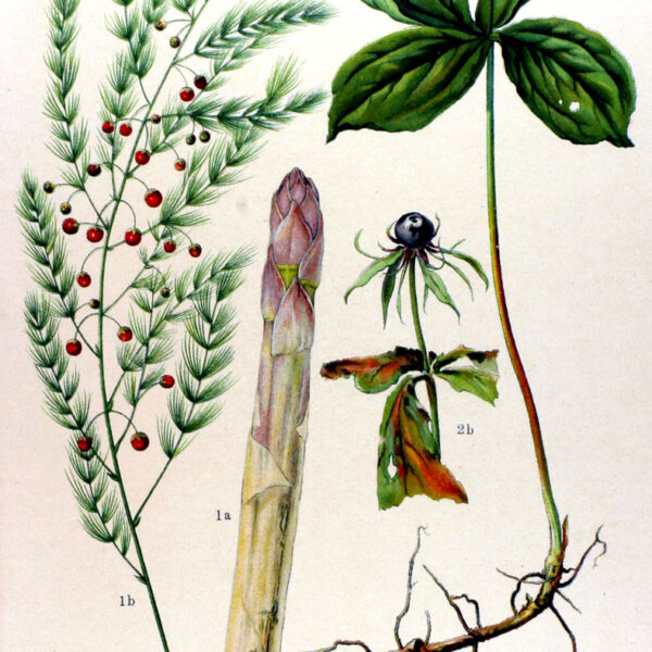 giorgioni/erboffasparago.jpg