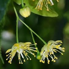 Tilia platyphyllos Scop. fiori