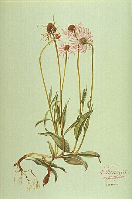 Echinacea Pianta taglio tisana