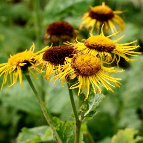 Enula campana radice taglio tisana