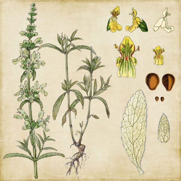 erba della paura pianta taglio tisana