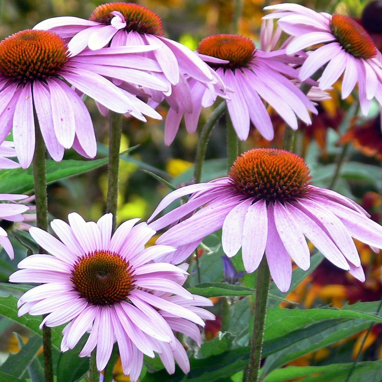 echinacea angustifolia