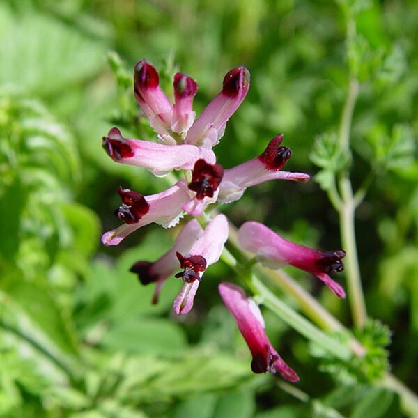 Fumaria officinalis L.
