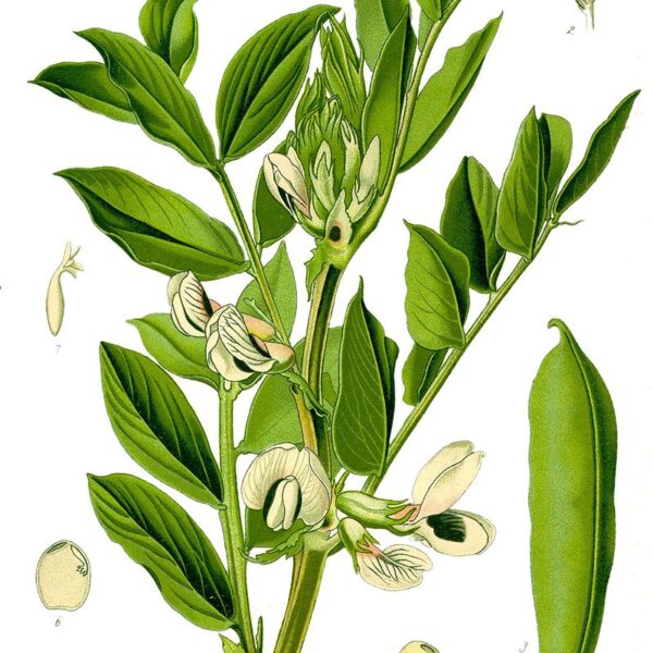 fava seme intero o farina