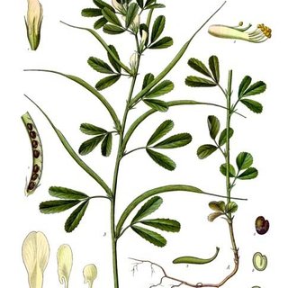 Trigonella foenum graecum L.