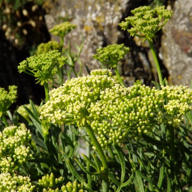 Crithmum maritimum L.