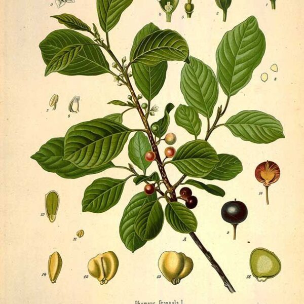 Rhamnus alnus Mill. (Rhamnus frangula L.)