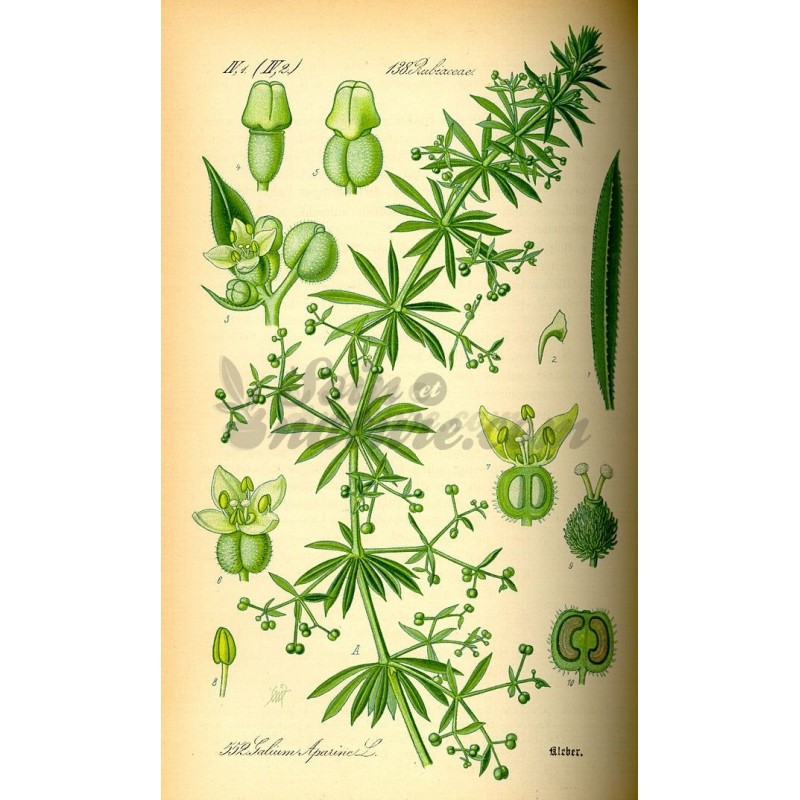 Galium aparine L.