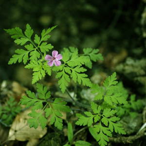 geranium robertianum