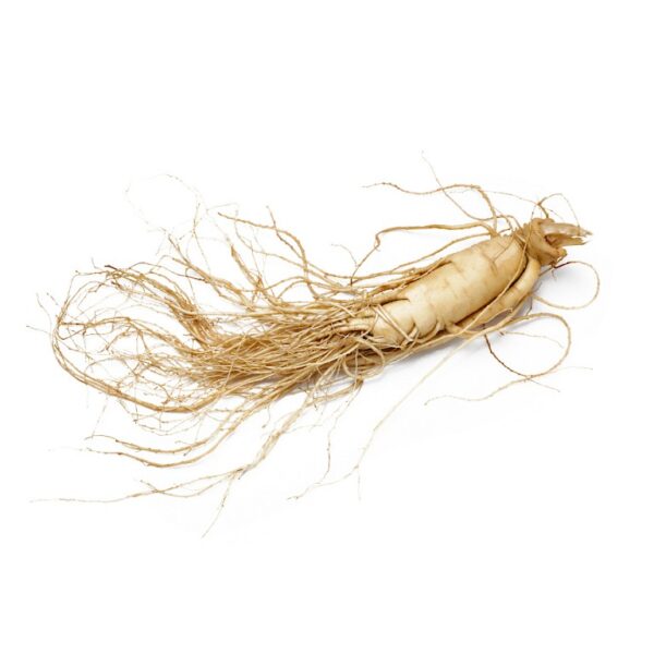 Panax ginseng C.A.Meyer