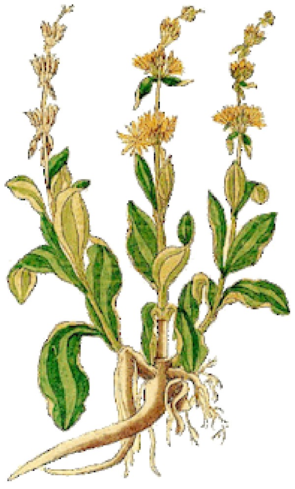 Genziana lutea radice taglio tisana