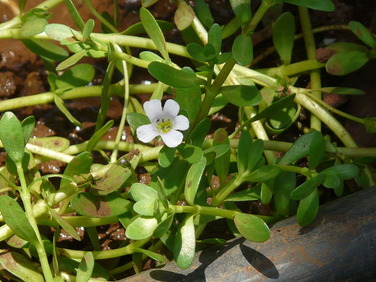 bacopa