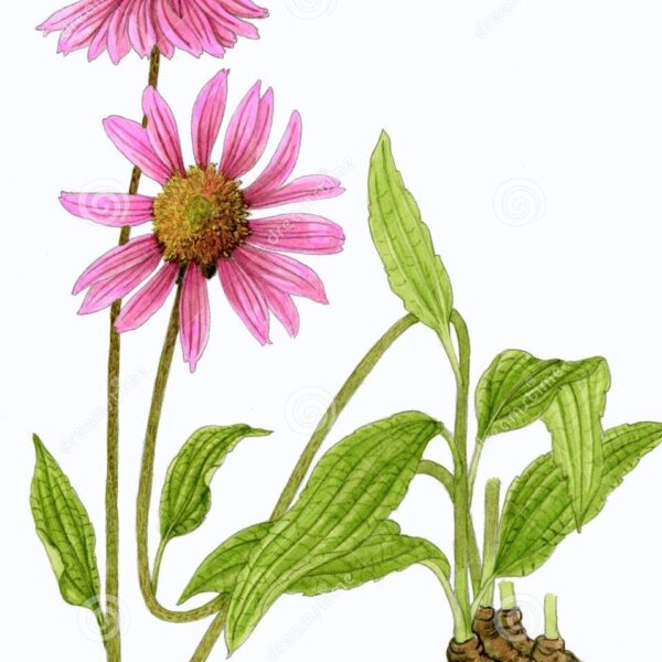 Echinacea purpurea radice taglio tisana