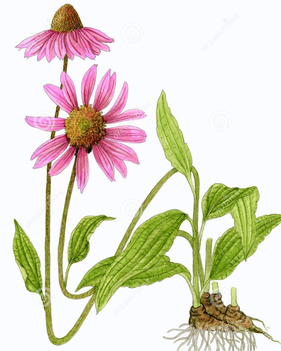 Echinacea purpurea radice taglio tisana