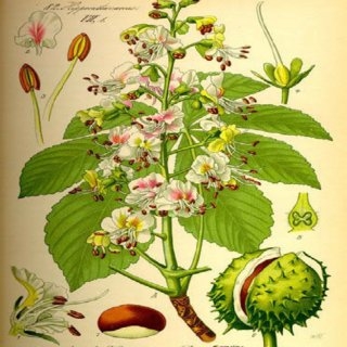 Aesculus hippocastanum L.