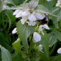 Lamium album Hart.