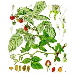 Rubus idaeus L.