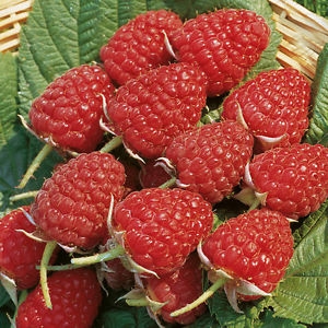 Rubus idaeus L. frutti