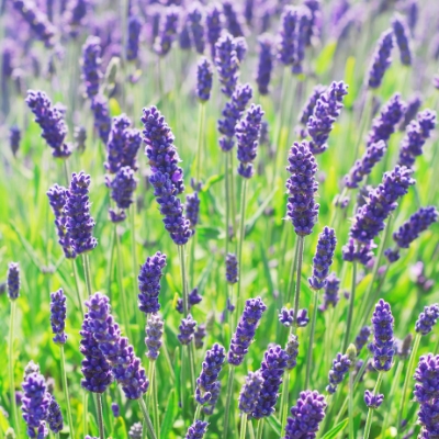 Lavandula hybrida Rev.