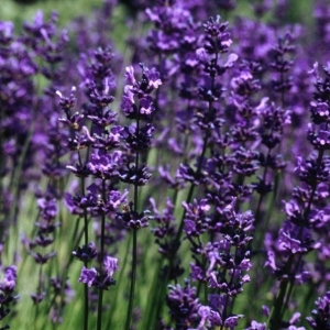 Lavandula Vera Dc.