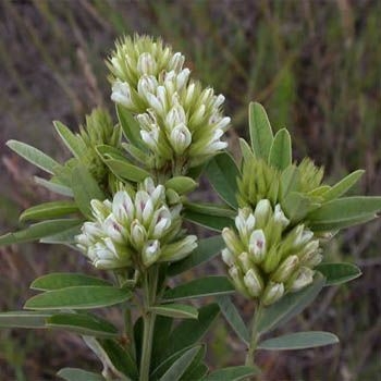 Lespedeza capitata Michx.