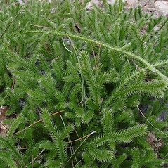 Lycopodium clavatum L.