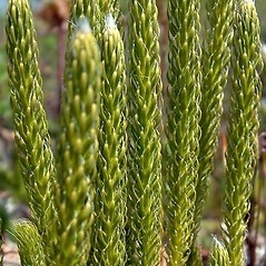 Lycopodium clavatum L. spore