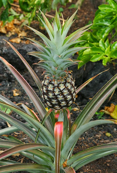 giorgioni/erboffananas.jpg