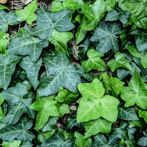 edera arborea helix foglie taglio tisana