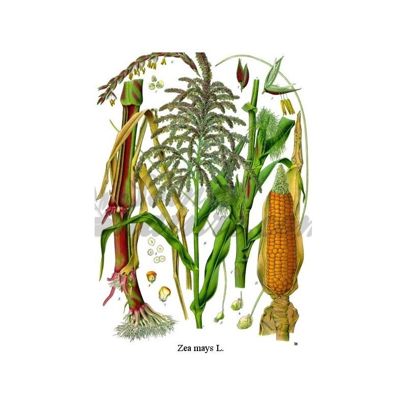 Zea mays L.