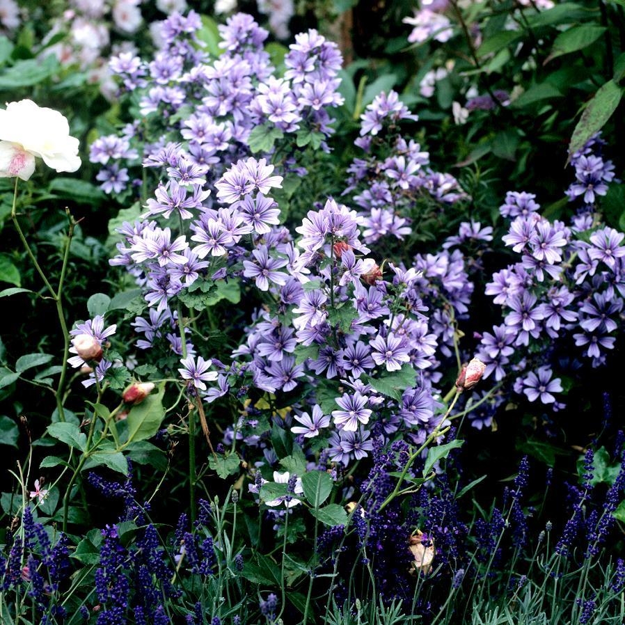 Malva sylvestris L. ssp Mauritania blu