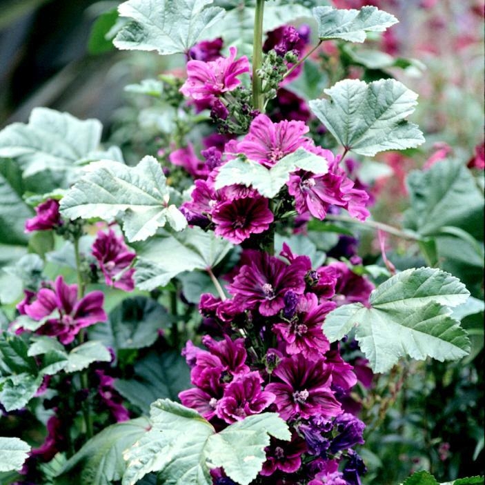 Malva sylvestris L. ssp Mauritania