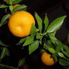 Citrus deliciosa Ten.