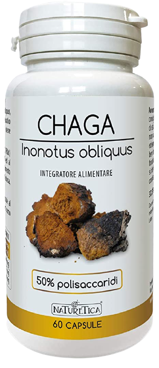 CHAGA INONOTUS OBLIQUUS