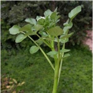 Nasturtium officinale (D.C.) R.Br.