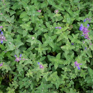 Nepeta cataria pianta taglio tisana (Gattaja)