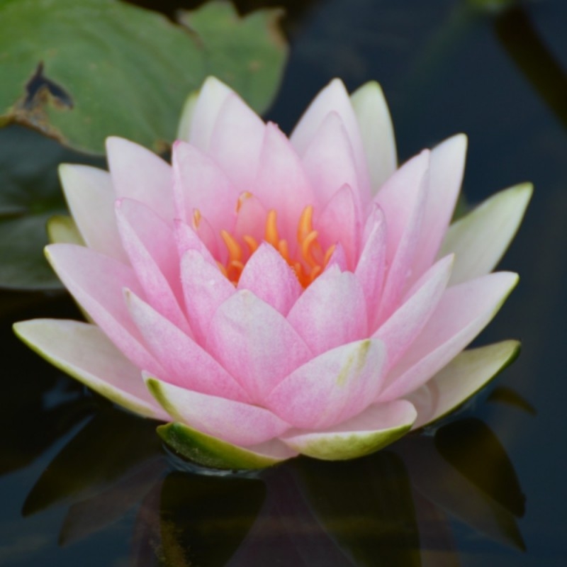 Nymphaea lotus L.