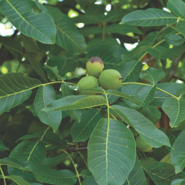 Juglans regia L.